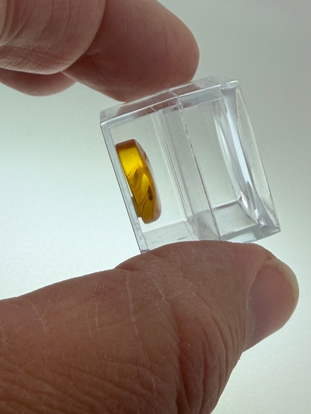 Amber Fossil Insect Inclusion | Baltic Amber Specimen | Collector Display Box with Magnifier | Rare Gift | Museum Quality