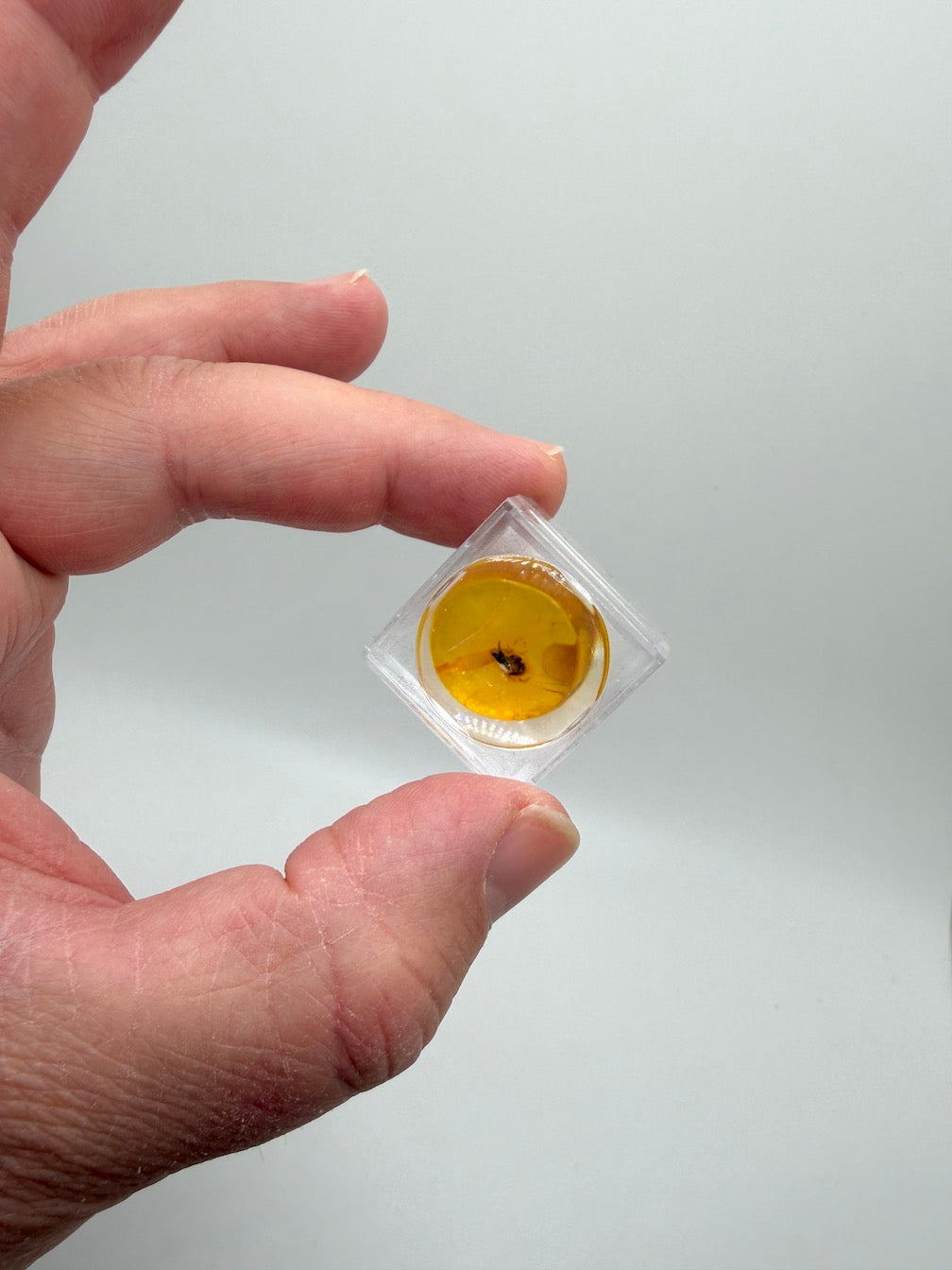 Amber Fossil Insect Inclusion | Baltic Amber Specimen | Collector Display Box with Magnifier | Rare Gift | Museum Quality