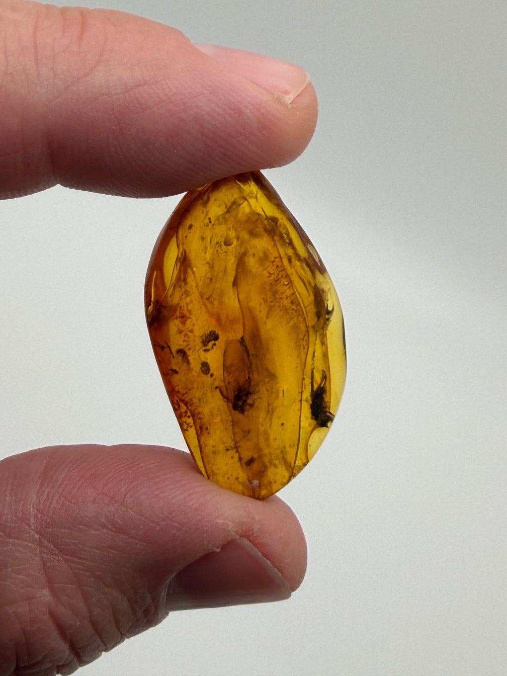 Baltic Amber Fossil Collection with Insects – Rare Mosquito & Fly Inclusions – Natural Amber Stones – One of a Kind Specimens