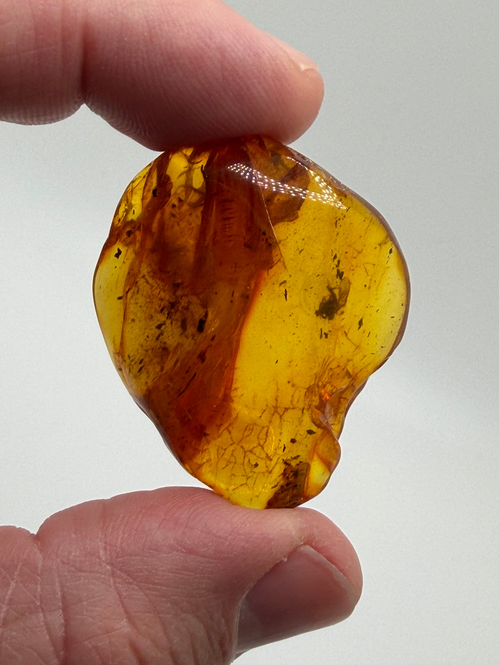 Baltic Amber Fossil Collection with Insects – Rare Mosquito & Fly Inclusions – Natural Amber Stones – One of a Kind Specimens
