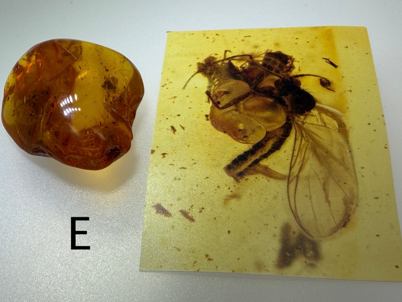 Baltic Amber Fossil Collection with Insects – Rare Mosquito & Fly Inclusions – Natural Amber Stones – One of a Kind Specimens