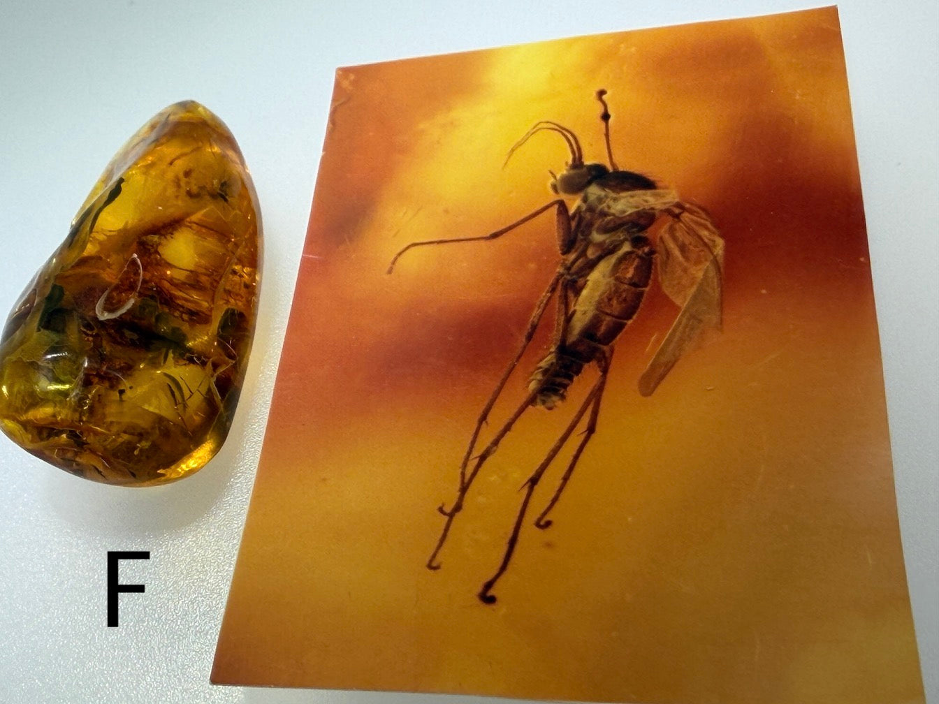 Baltic Amber Fossil Collection with Insects – Rare Mosquito & Fly Inclusions – Natural Amber Stones – One of a Kind Specimens