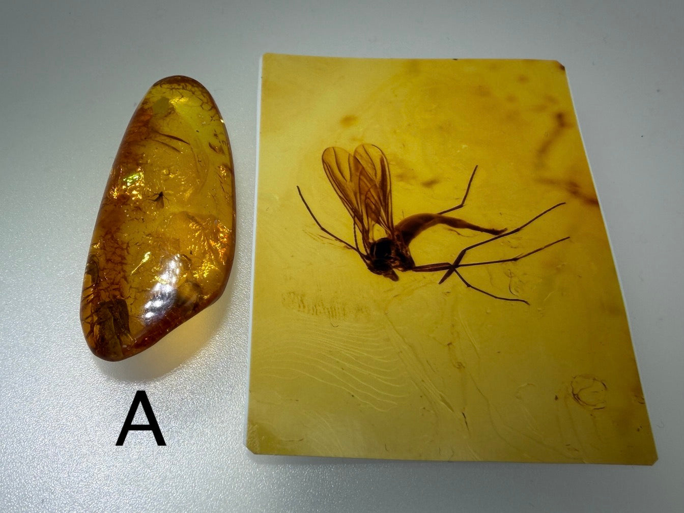 Baltic Amber Fossil Collection with Insects – Rare Mosquito & Fly Inclusions – Natural Amber Stones – One of a Kind Specimens