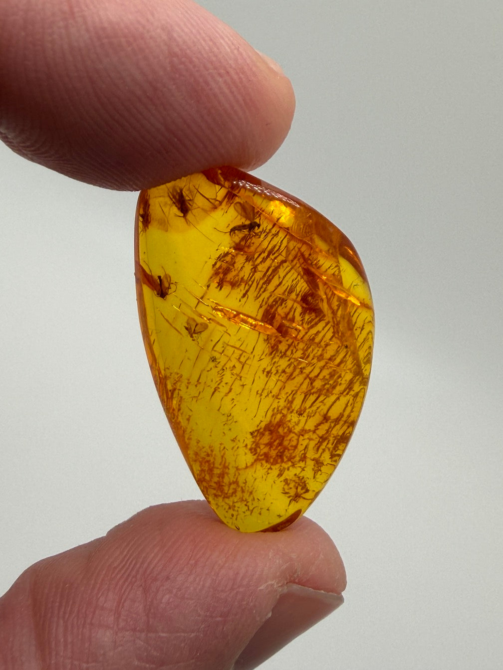 Baltic Amber Fossil Collection with Insects – Rare Mosquito & Fly Inclusions – Natural Amber Stones – One of a Kind Specimens