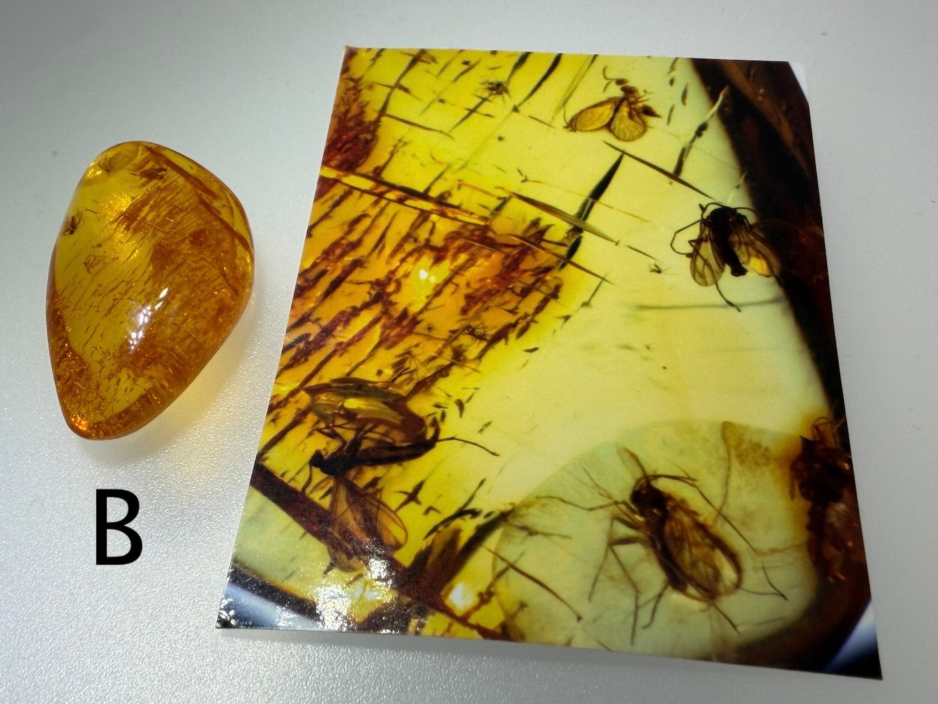 Baltic Amber Fossil Collection with Insects – Rare Mosquito & Fly Inclusions – Natural Amber Stones – One of a Kind Specimens