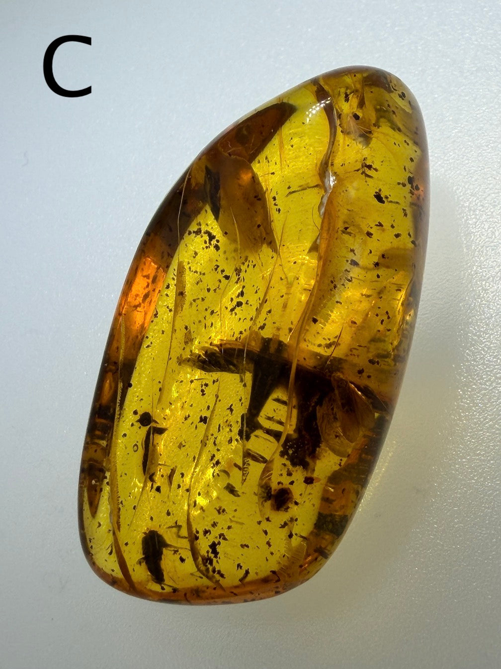Baltic Amber Fossil Collection with Insects – Rare Mosquito & Fly Inclusions – Natural Amber Stones – One of a Kind Specimens