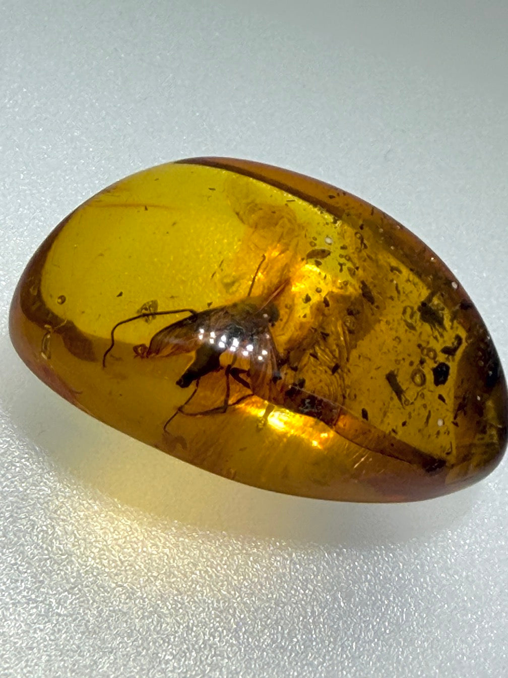 Baltic Amber Fossil Fly Inclusion – Large Fly with Perfectly Defined Wings – Museum Quality Natural Insect Inclusion – Collector Specimen