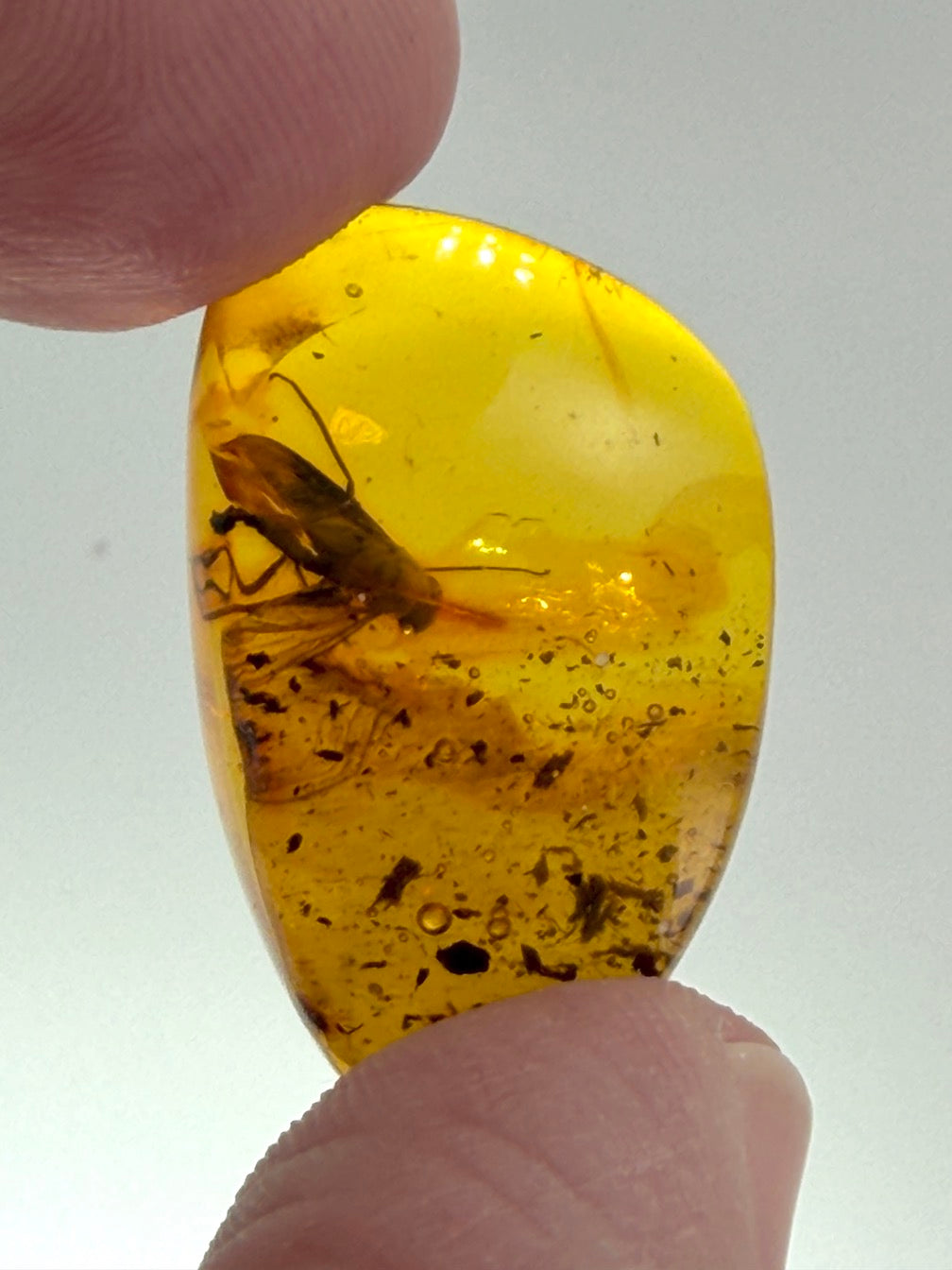 Baltic Amber Fossil Fly Inclusion – Large Fly with Perfectly Defined Wings – Museum Quality Natural Insect Inclusion – Collector Specimen