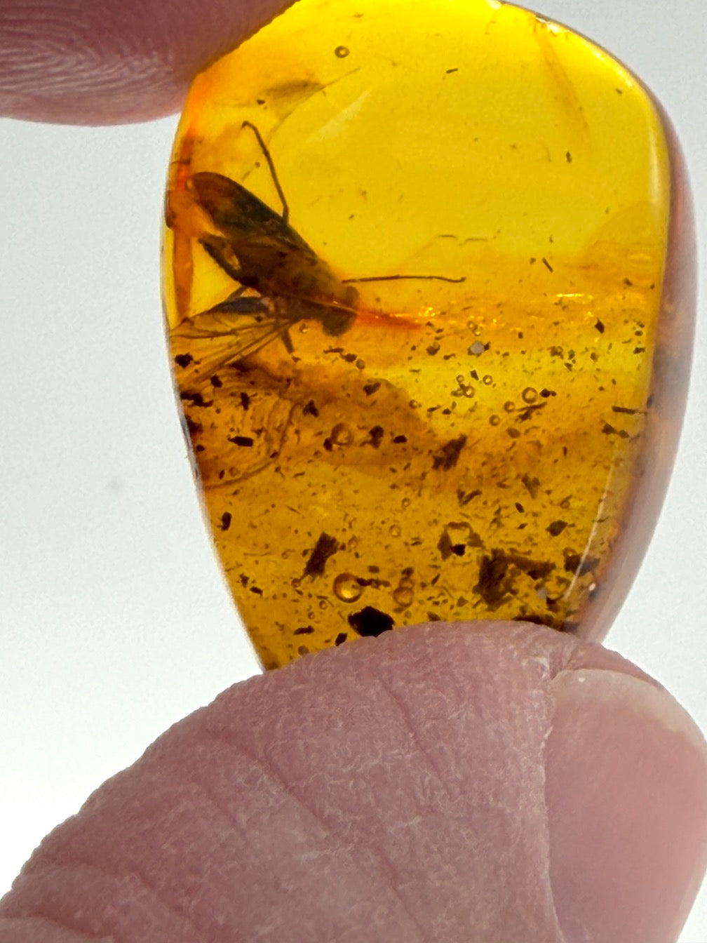 Baltic Amber Fossil Fly Inclusion – Large Fly with Perfectly Defined Wings – Museum Quality Natural Insect Inclusion – Collector Specimen
