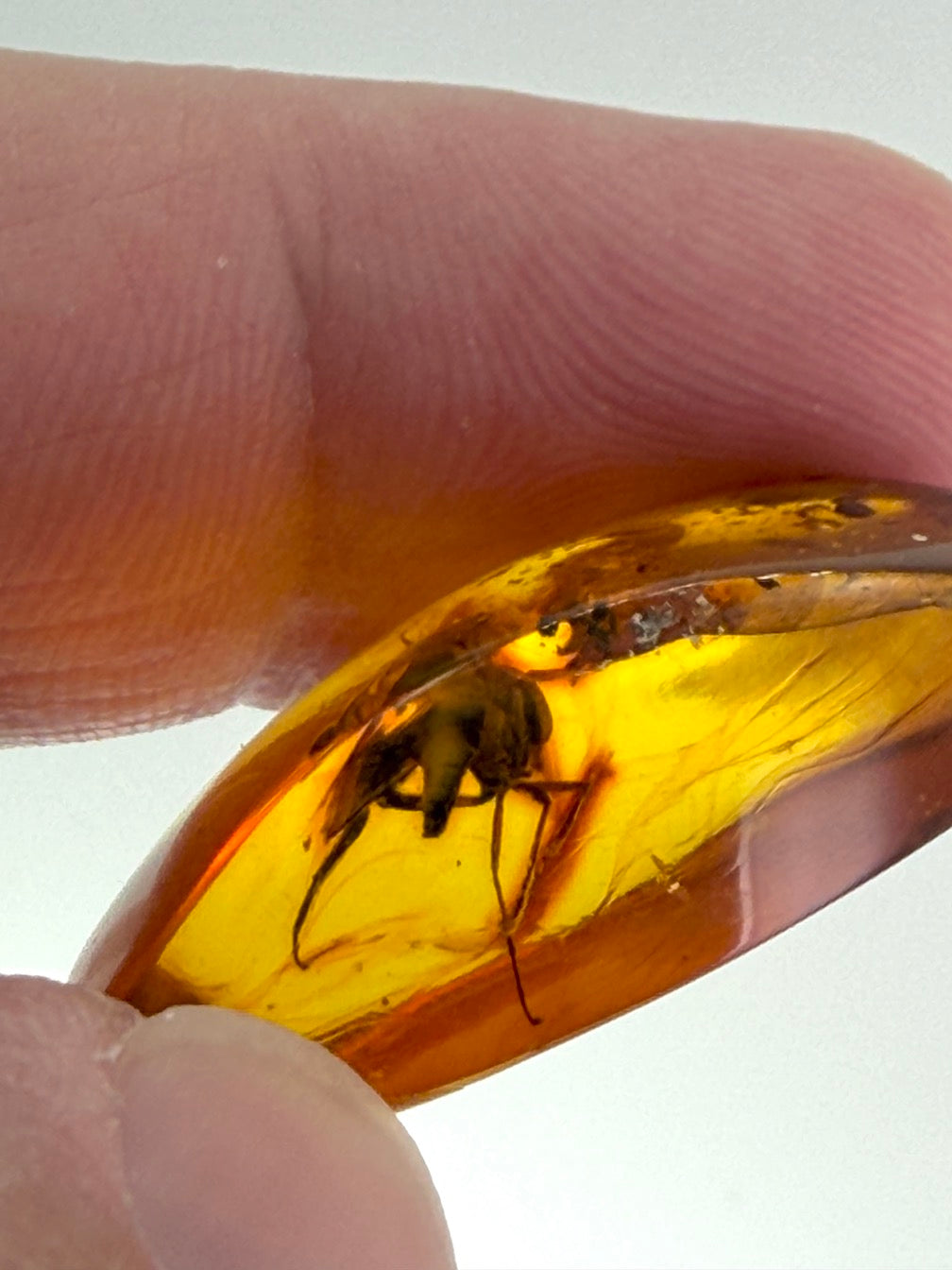 Baltic Amber Fossil Fly Inclusion – Large Fly with Perfectly Defined Wings – Museum Quality Natural Insect Inclusion – Collector Specimen