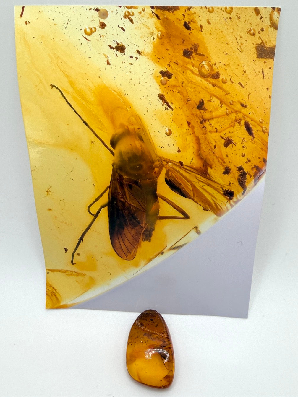 Baltic Amber Fossil Fly Inclusion – Large Fly with Perfectly Defined Wings – Museum Quality Natural Insect Inclusion – Collector Specimen