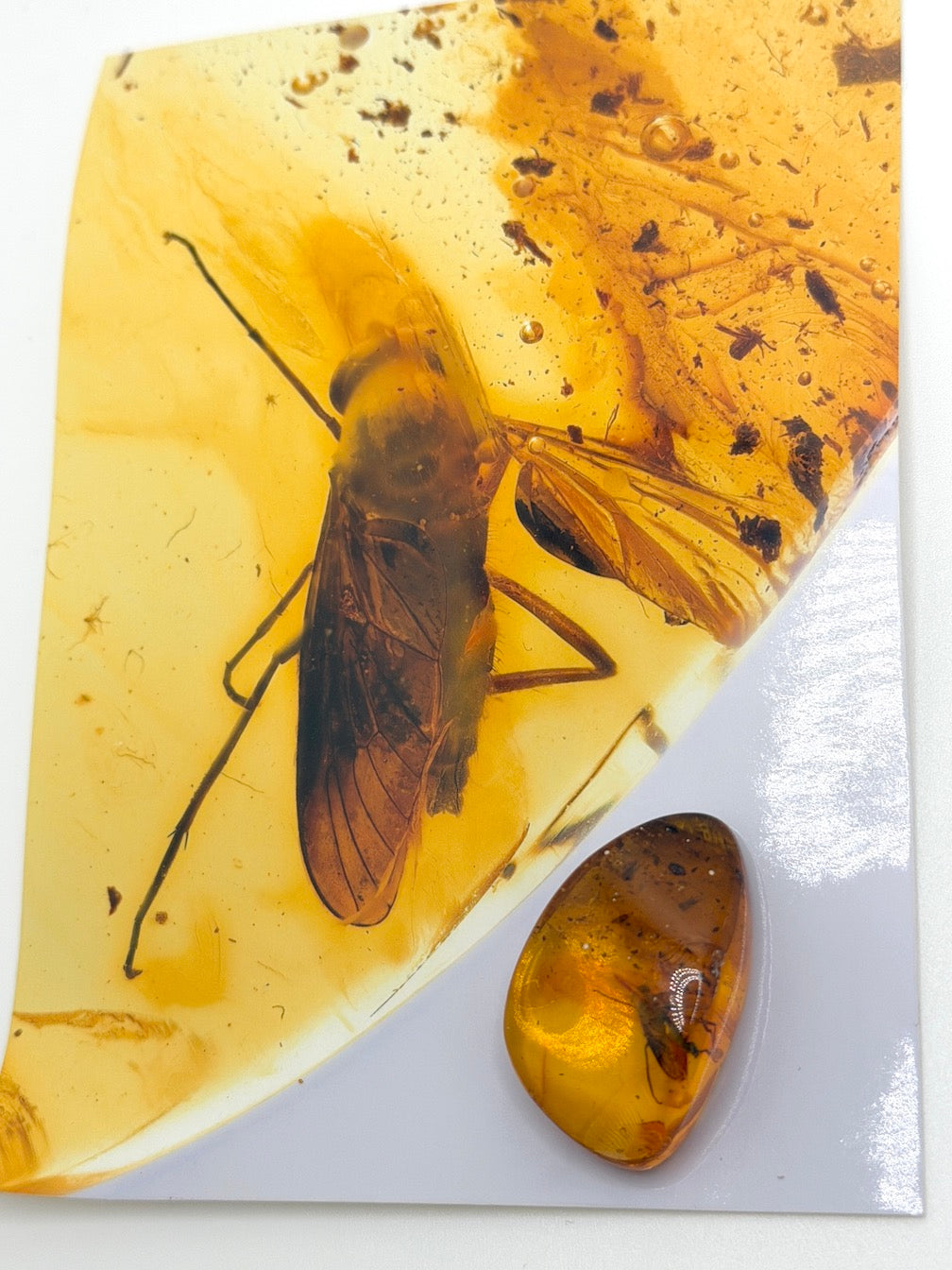 Baltic Amber Fossil Fly Inclusion – Large Fly with Perfectly Defined Wings – Museum Quality Natural Insect Inclusion – Collector Specimen