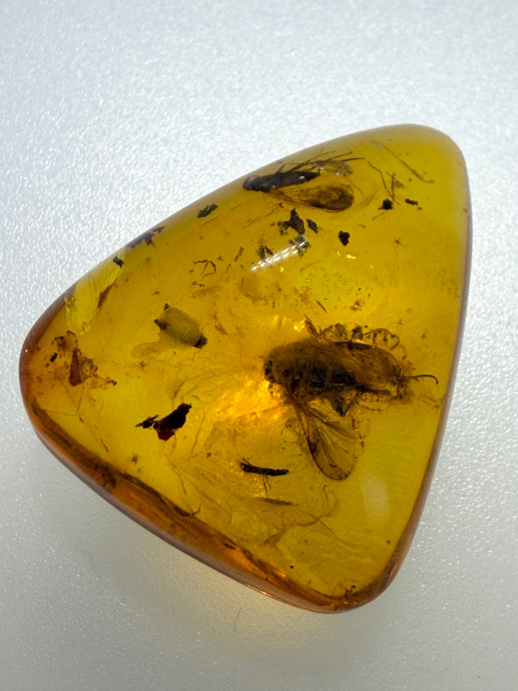 Baltic Amber Fossil Fly Inclusion Pendant – Multiple Insects – Rare Natural Inclusion Specimen – Museum Quality Amber