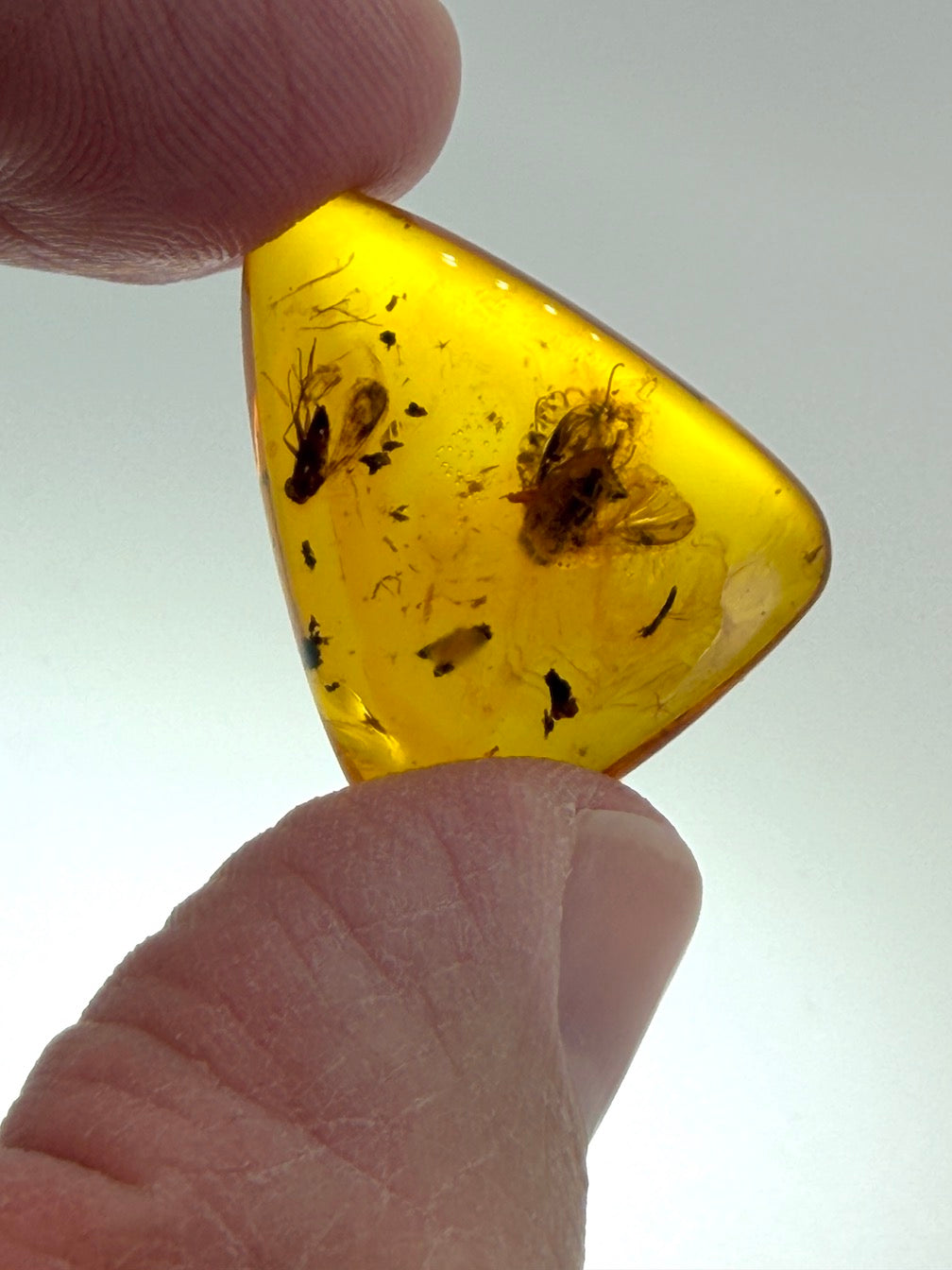 Baltic Amber Fossil Fly Inclusion Pendant – Multiple Insects – Rare Natural Inclusion Specimen – Museum Quality Amber