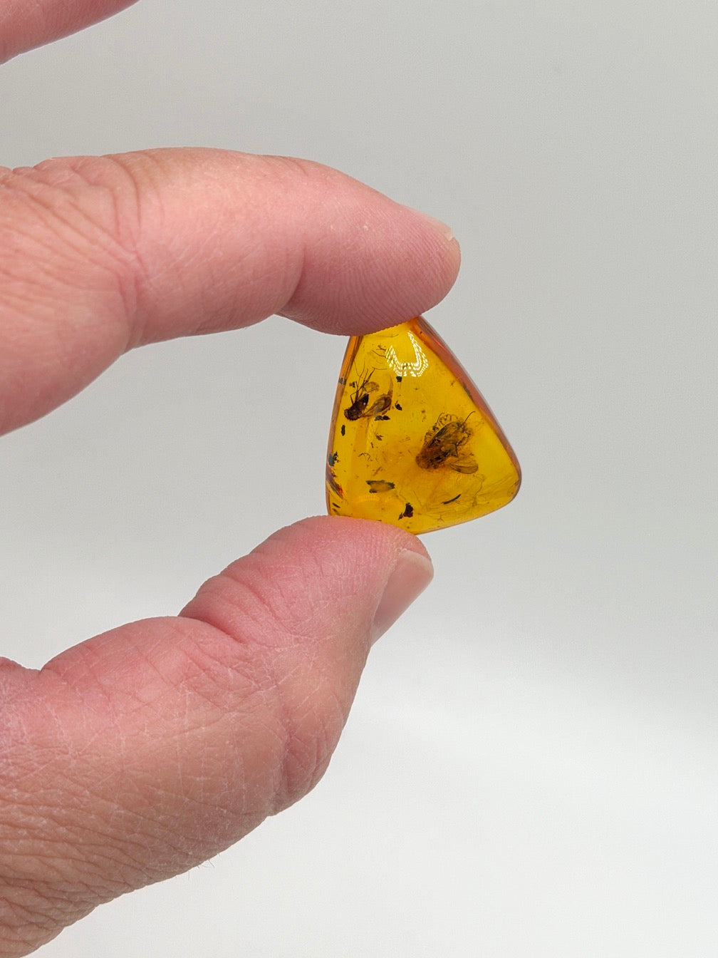 Baltic Amber Fossil Fly Inclusion Pendant – Multiple Insects – Rare Natural Inclusion Specimen – Museum Quality Amber