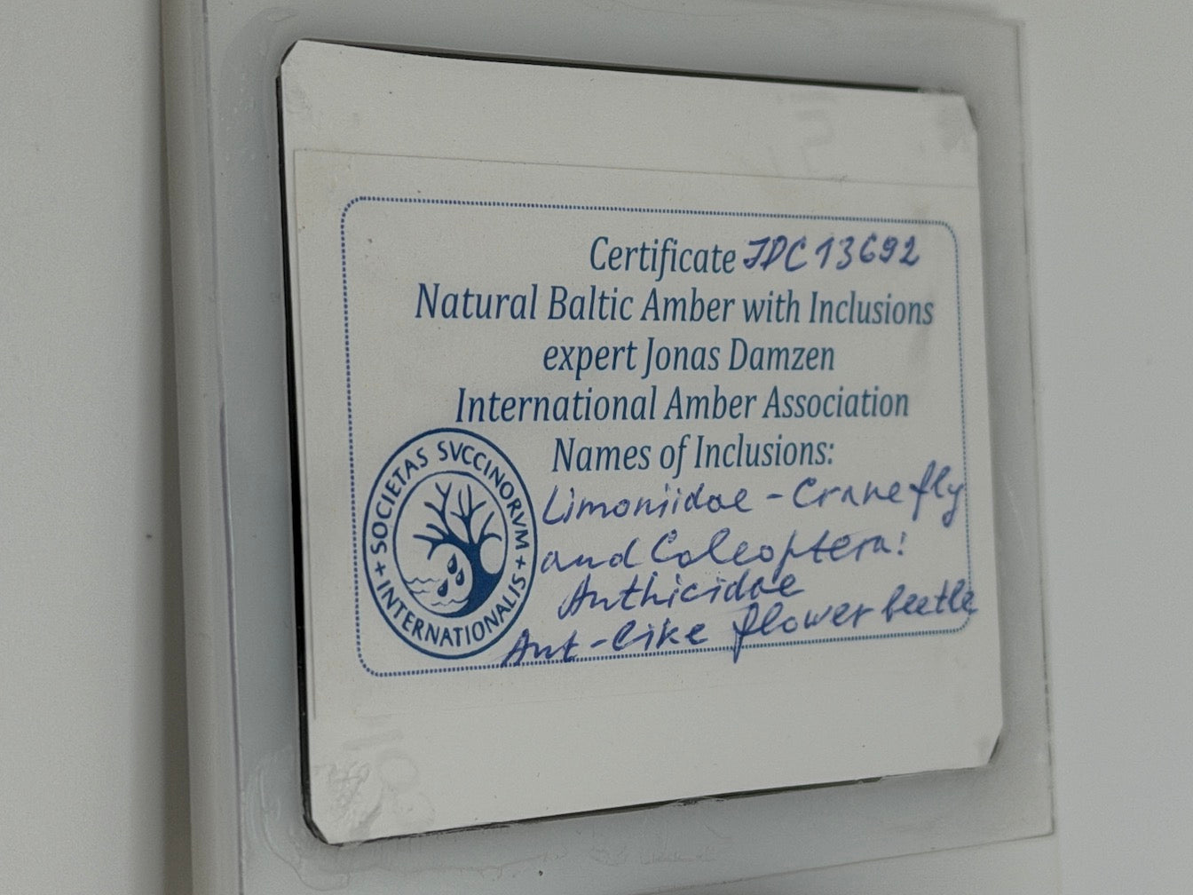 Extremely Rare Baltic Amber Insect Inclusion – Cranefly & Coleoptera Anthicidae – Museum Quality Specimen on Collector Display
