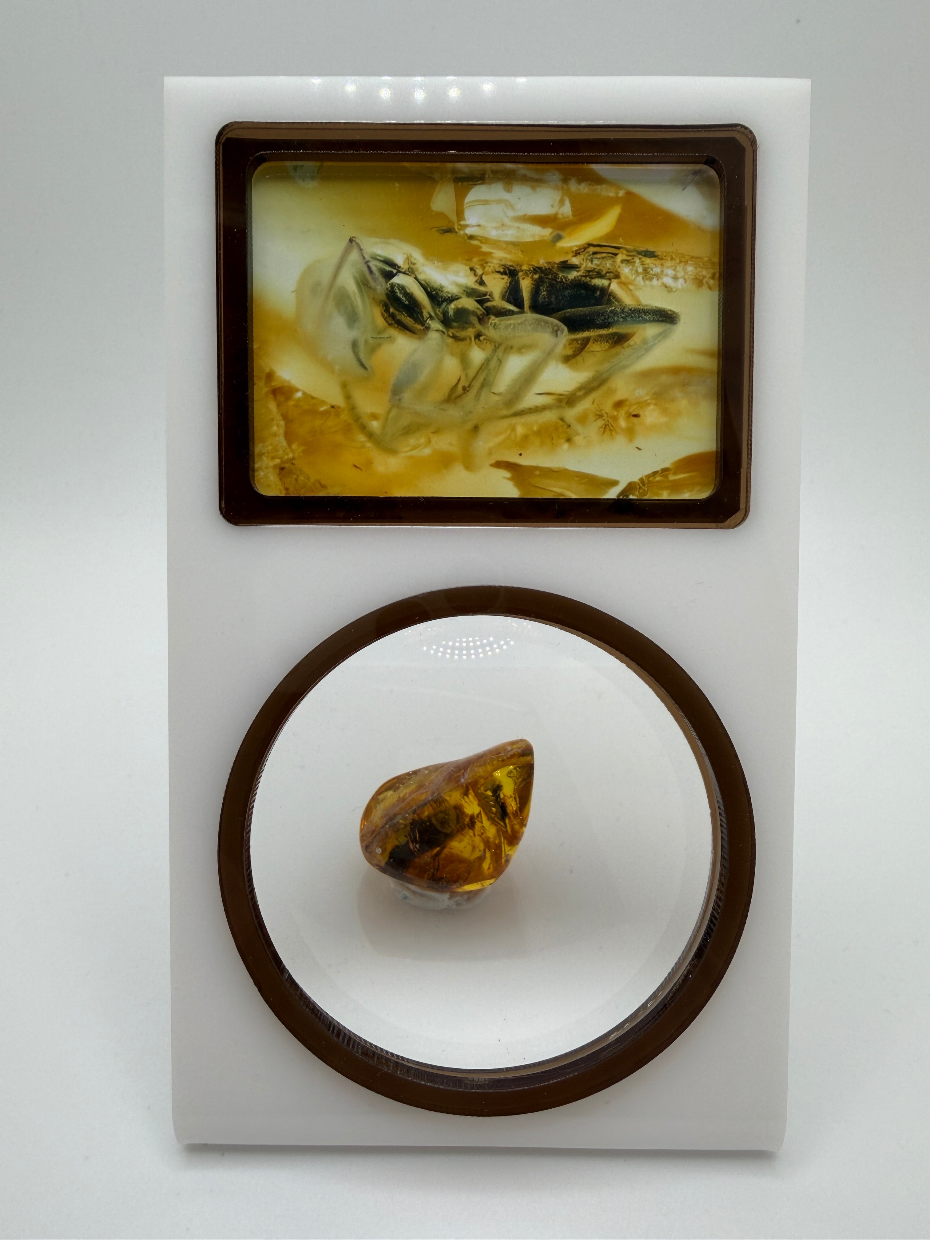 Extremely Rare Genuine Baltic Amber Hymenoptera Ant Inclusion – Museum Quality Fossil Specimen