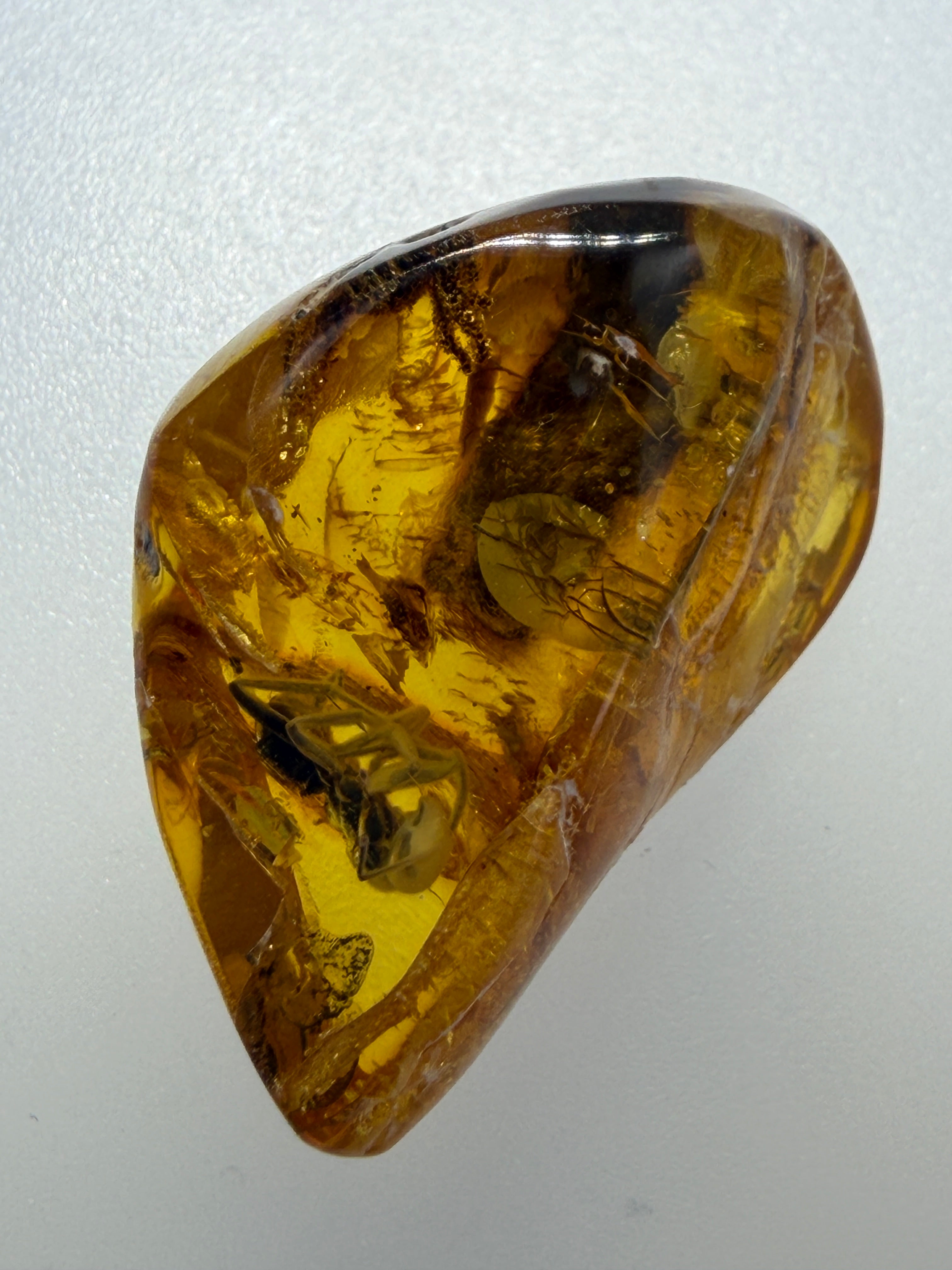 Extremely Rare Genuine Baltic Amber Hymenoptera Ant Inclusion – Museum Quality Fossil Specimen