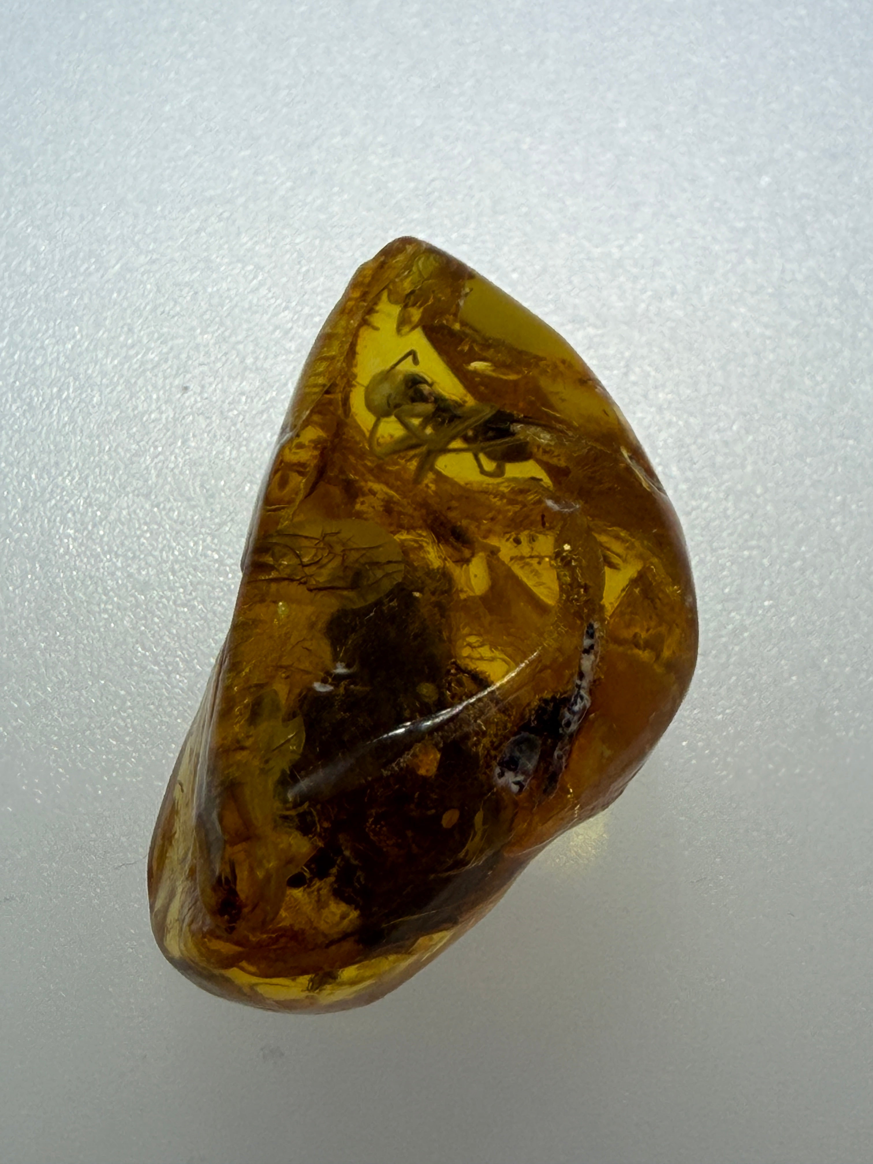 Extremely Rare Genuine Baltic Amber Hymenoptera Ant Inclusion – Museum Quality Fossil Specimen