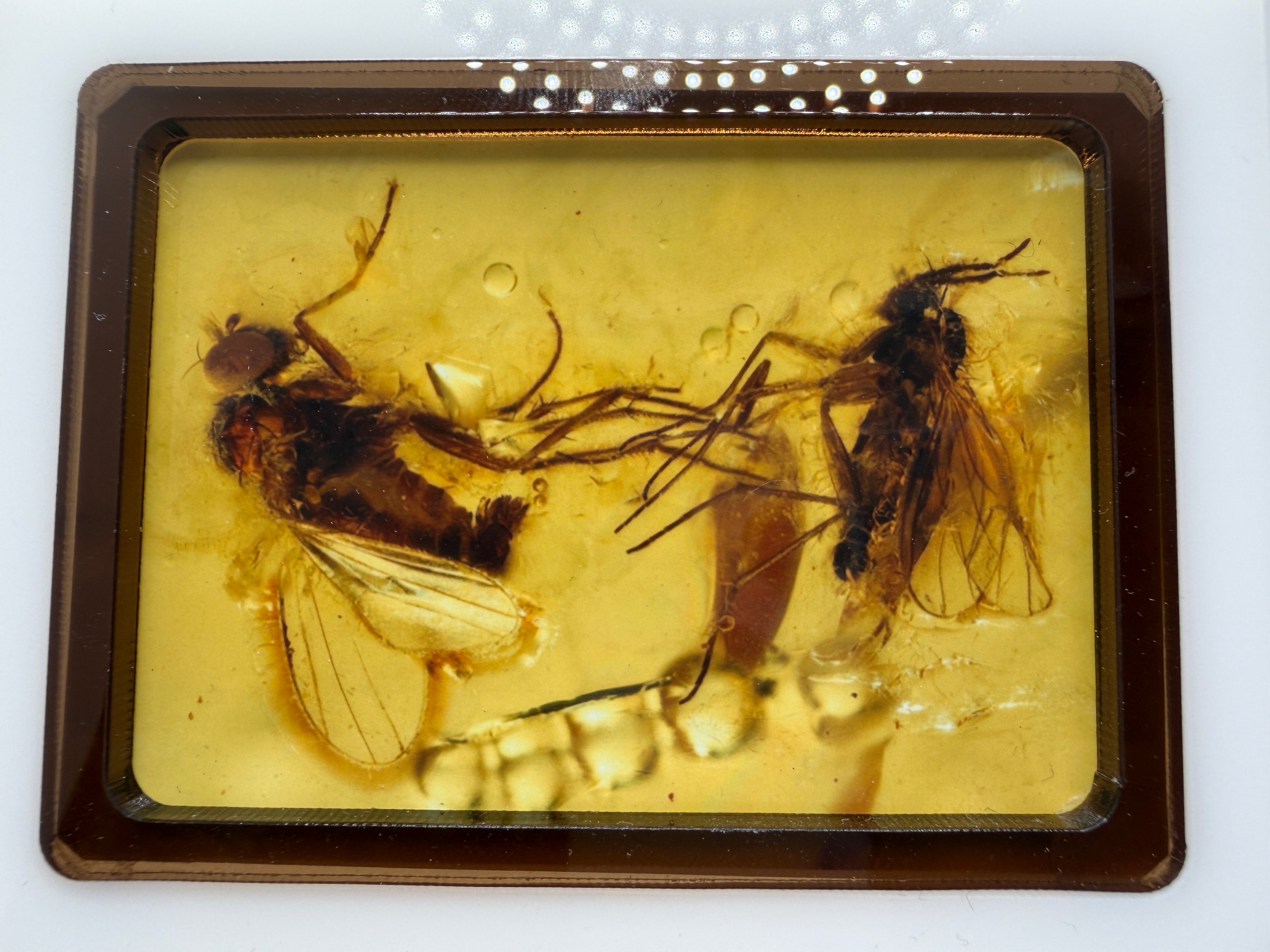 Extremely Rare Genuine Baltic Amber Multiple Fly Inclusion – Museum Quality Fossil Specimen with Natural Air Bubbles 