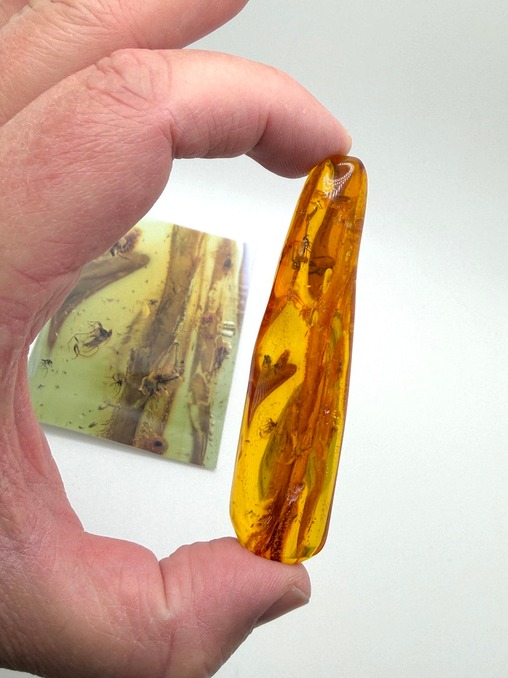 Massive Baltic Amber Inclusion Stone – Multiple Fossil Flies with Ancient Branch – Museum Grade Collector Piece