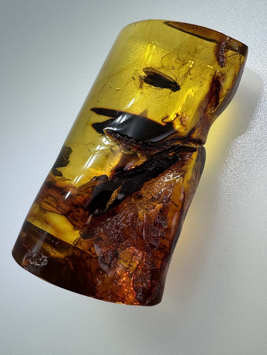 Museum-Quality Genuine Baltic Amber with Large Fly Inclusion - Millions of Years Preserved in Time