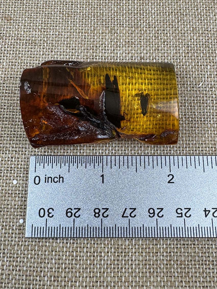 Museum-Quality Genuine Baltic Amber with Large Fly Inclusion - Millions of Years Preserved in Time