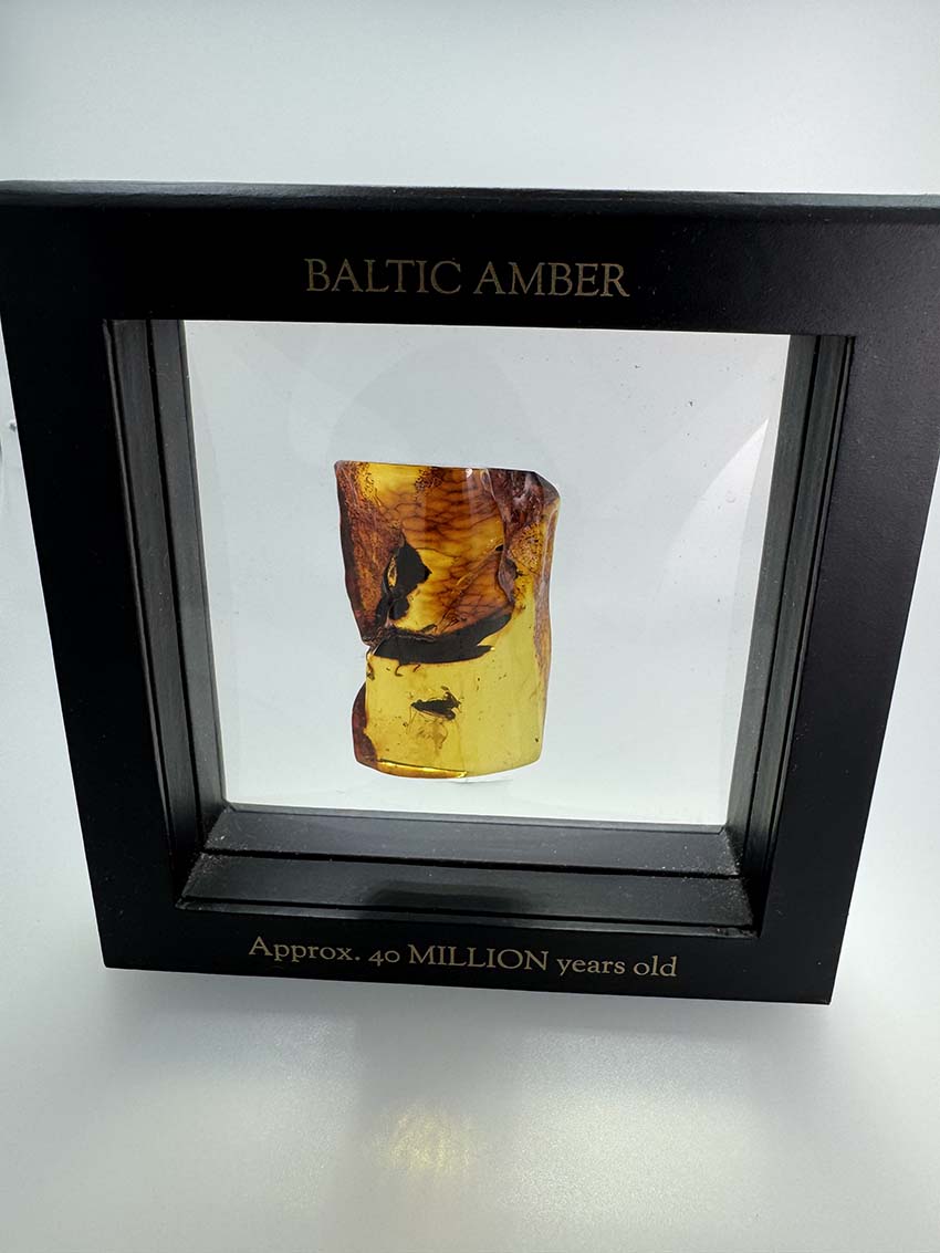 Museum-Quality Genuine Baltic Amber with Large Fly Inclusion - Millions of Years Preserved in Time