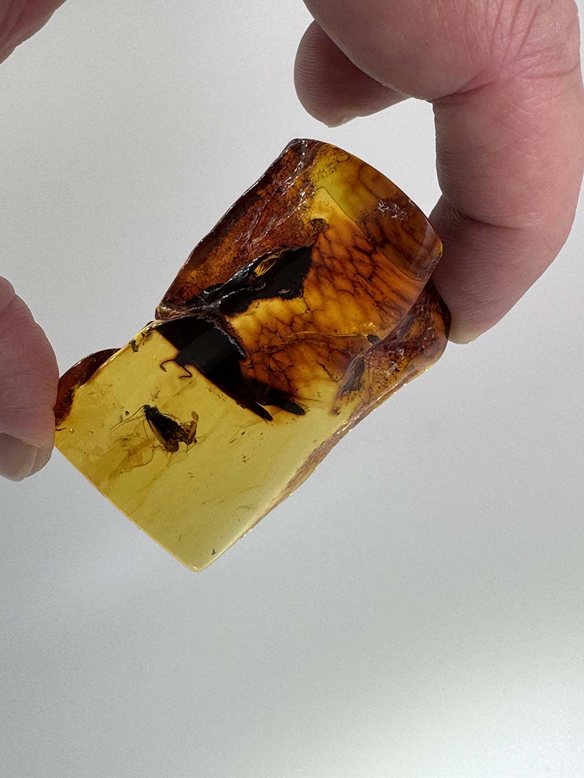 Museum-Quality Genuine Baltic Amber with Large Fly Inclusion - Millions of Years Preserved in Time