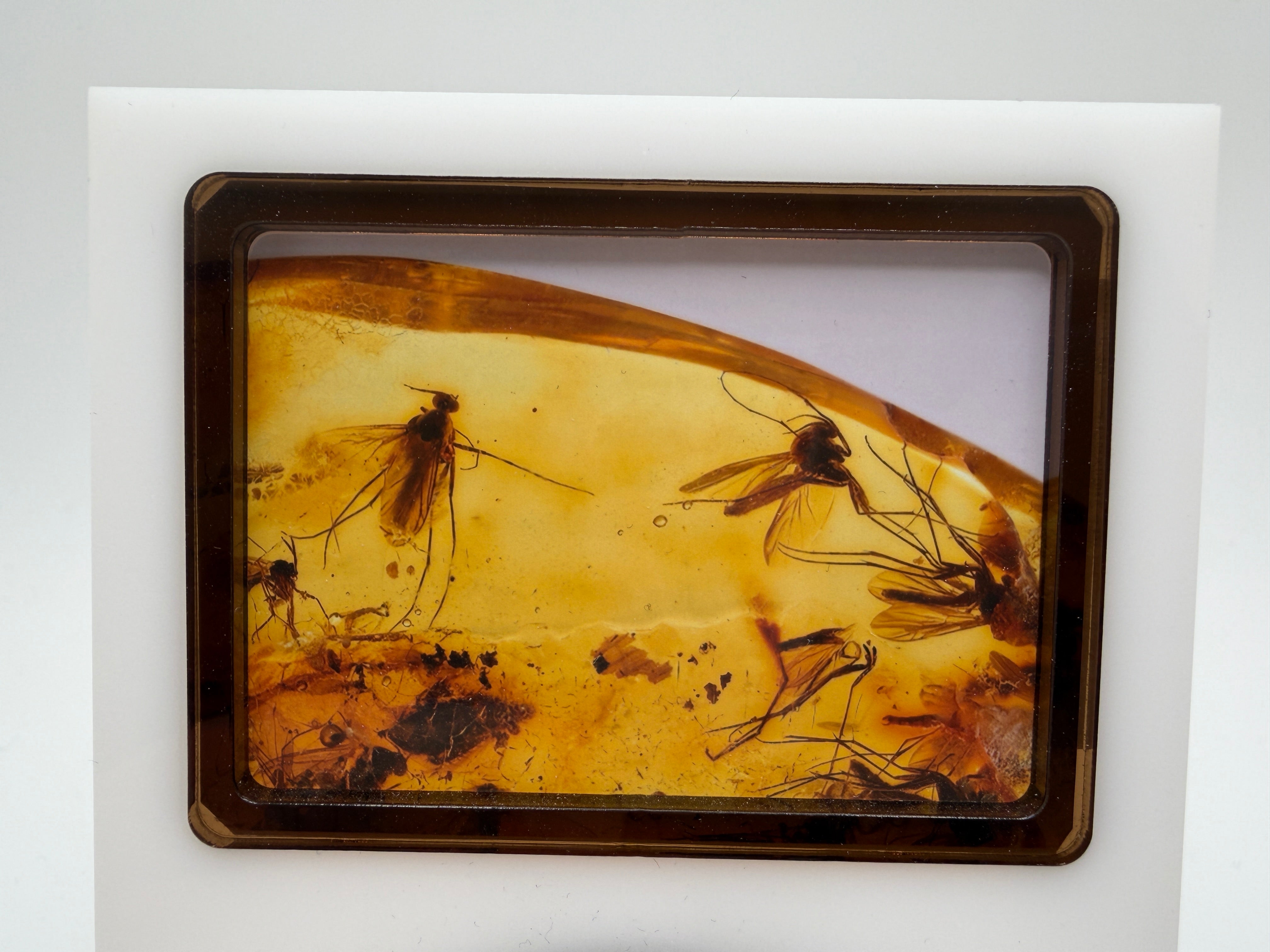Museum Quality Genuine Baltic Amber Multi Inclusion Specimen – Rare Diptera Fungus Gnat Fossil Cluster 