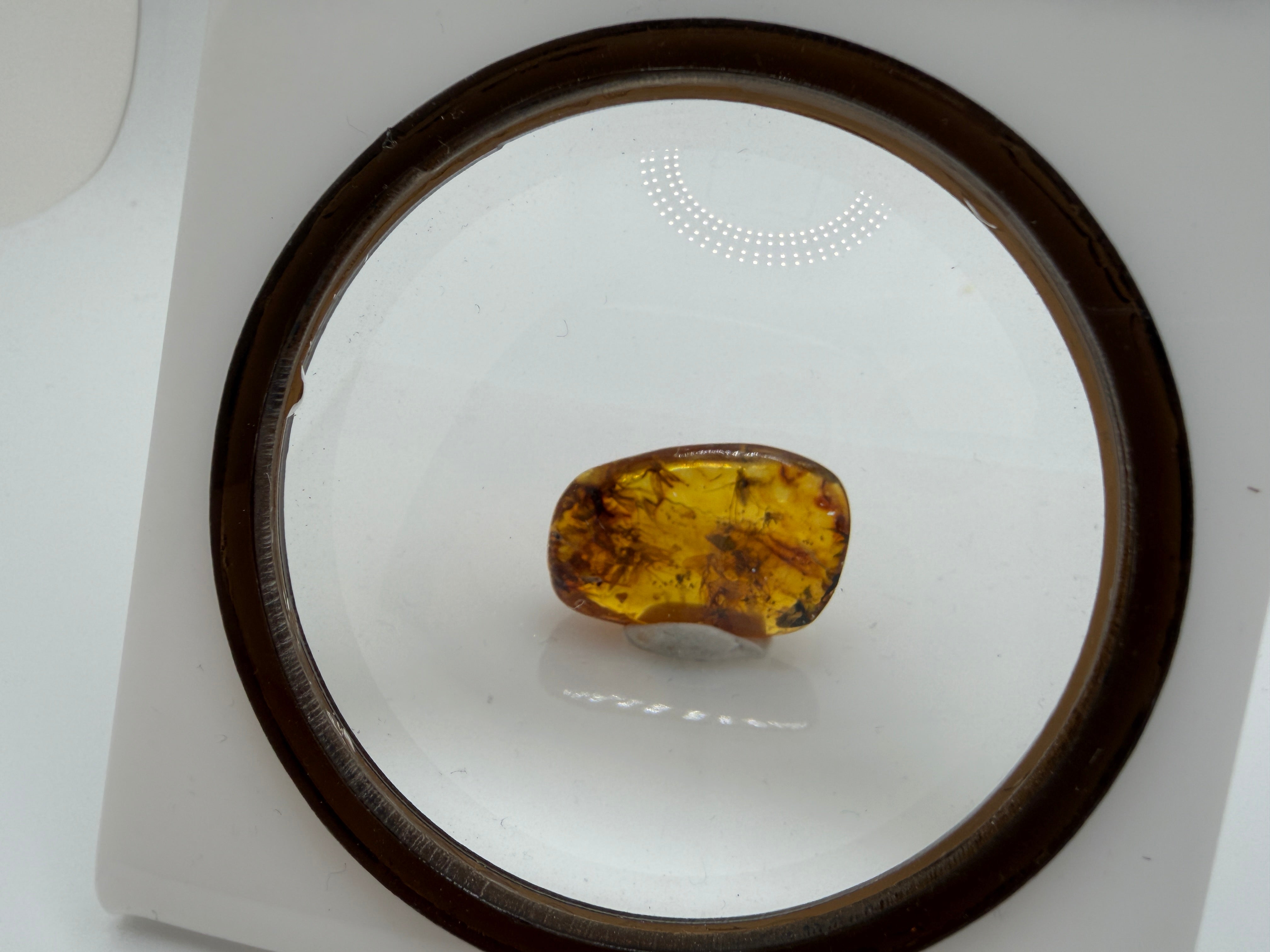 Museum Quality Genuine Baltic Amber Multi Inclusion Specimen – Rare Diptera Fungus Gnat Fossil Cluster 