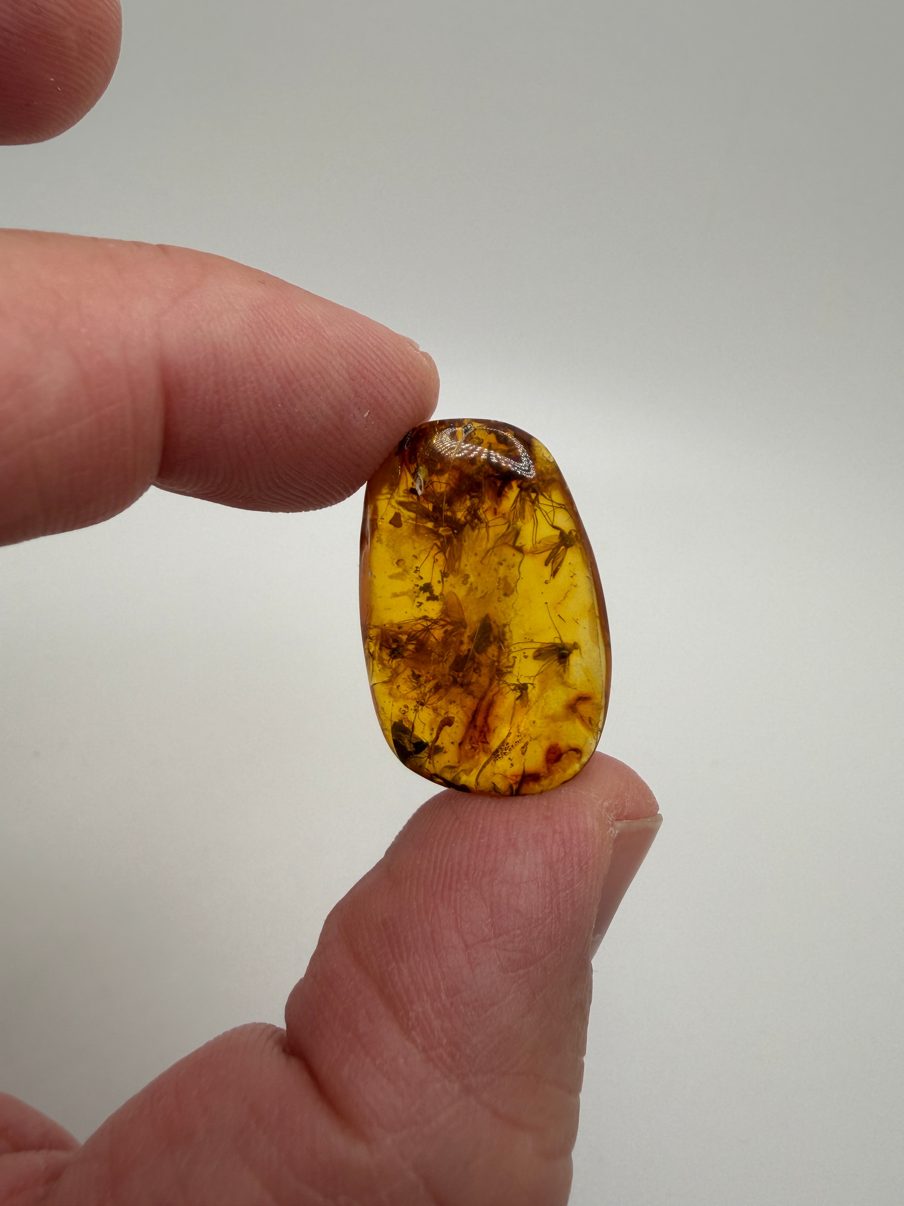 Museum Quality Genuine Baltic Amber Multi Inclusion Specimen – Rare Diptera Fungus Gnat Fossil Cluster 
