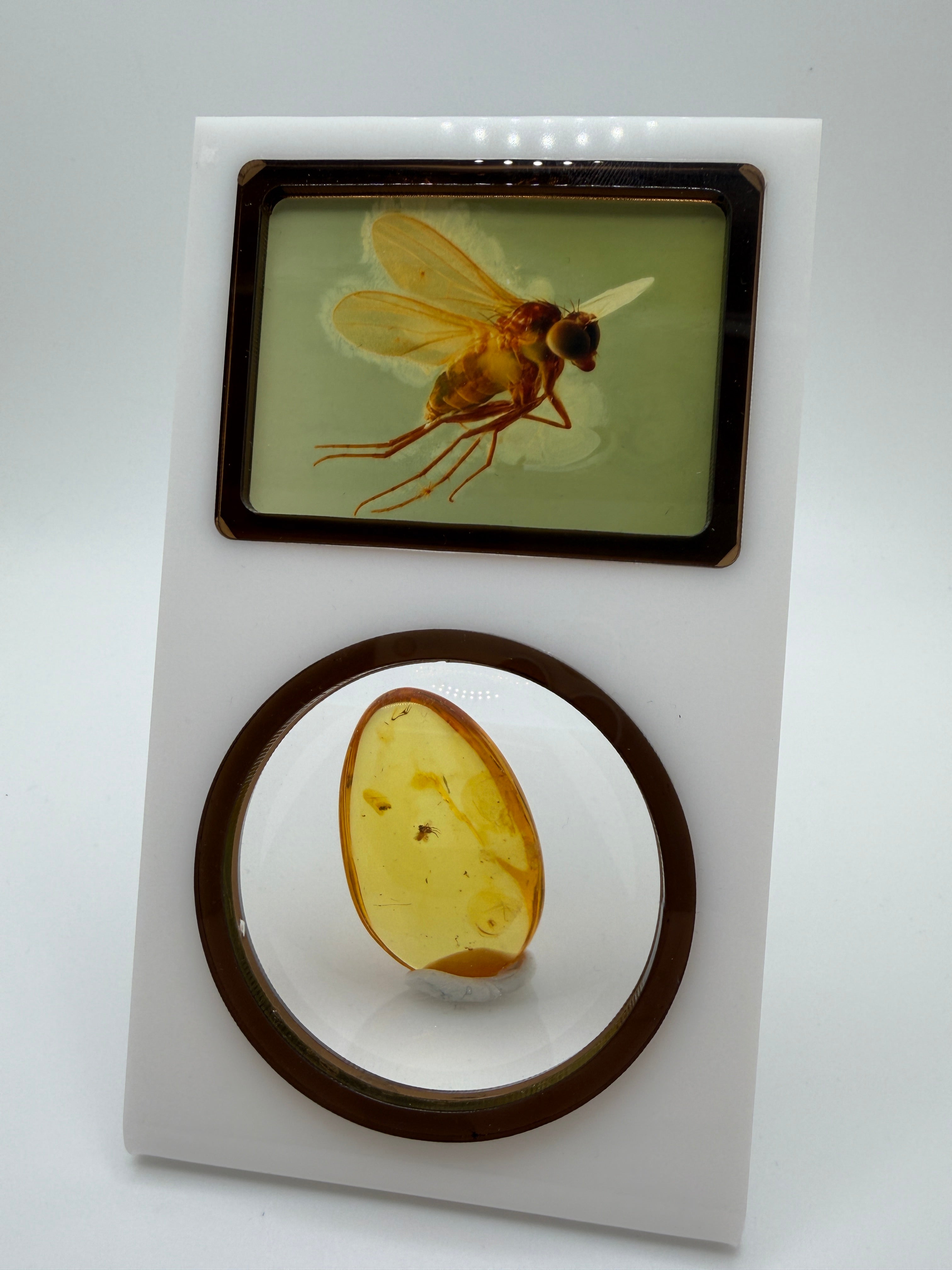 Rare Genuine Baltic Amber Long-Legged Fly Inclusion 