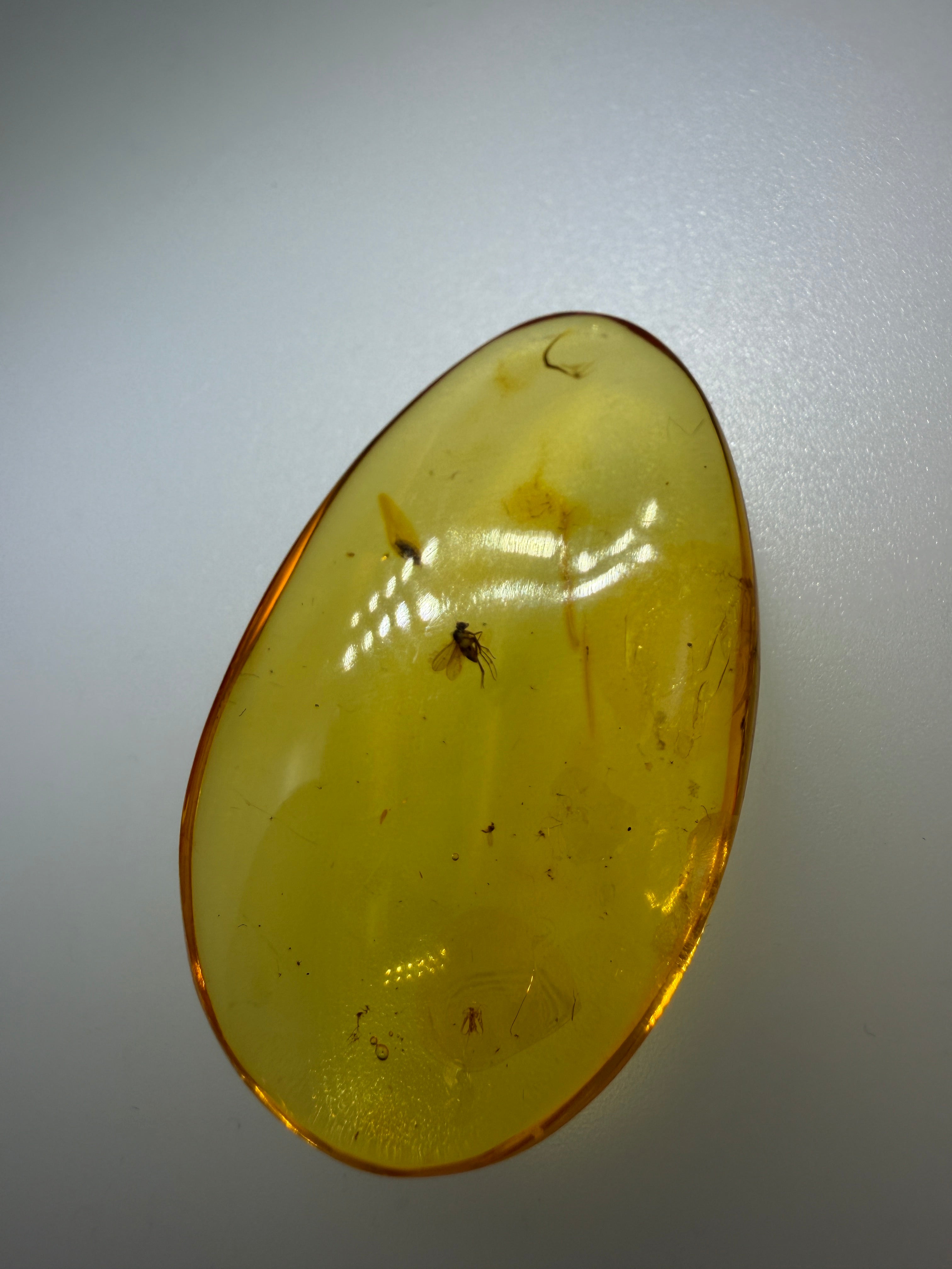 Rare Genuine Baltic Amber Long-Legged Fly Inclusion 
