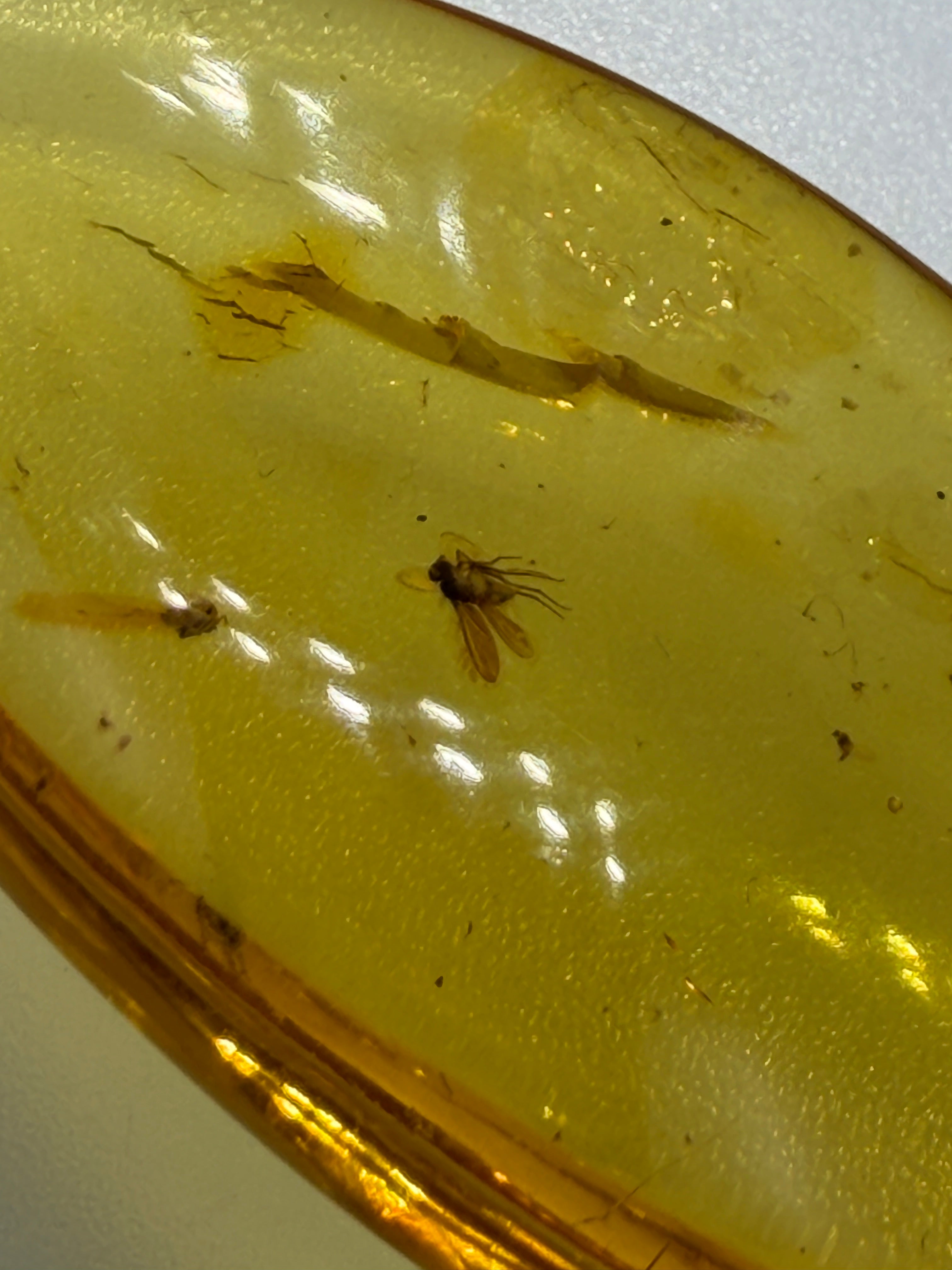 Rare Genuine Baltic Amber Long-Legged Fly Inclusion 