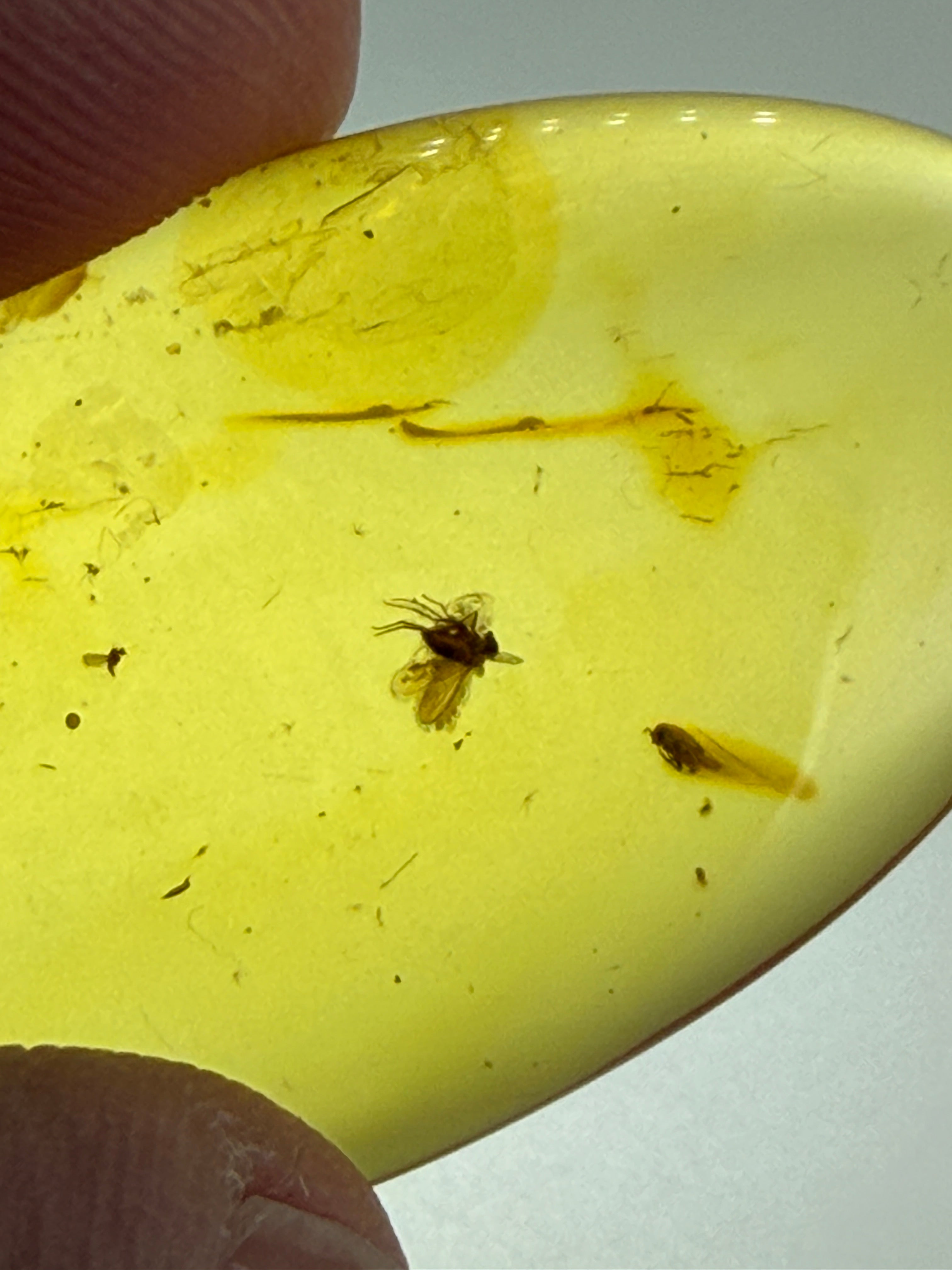 Rare Genuine Baltic Amber Long-Legged Fly Inclusion 