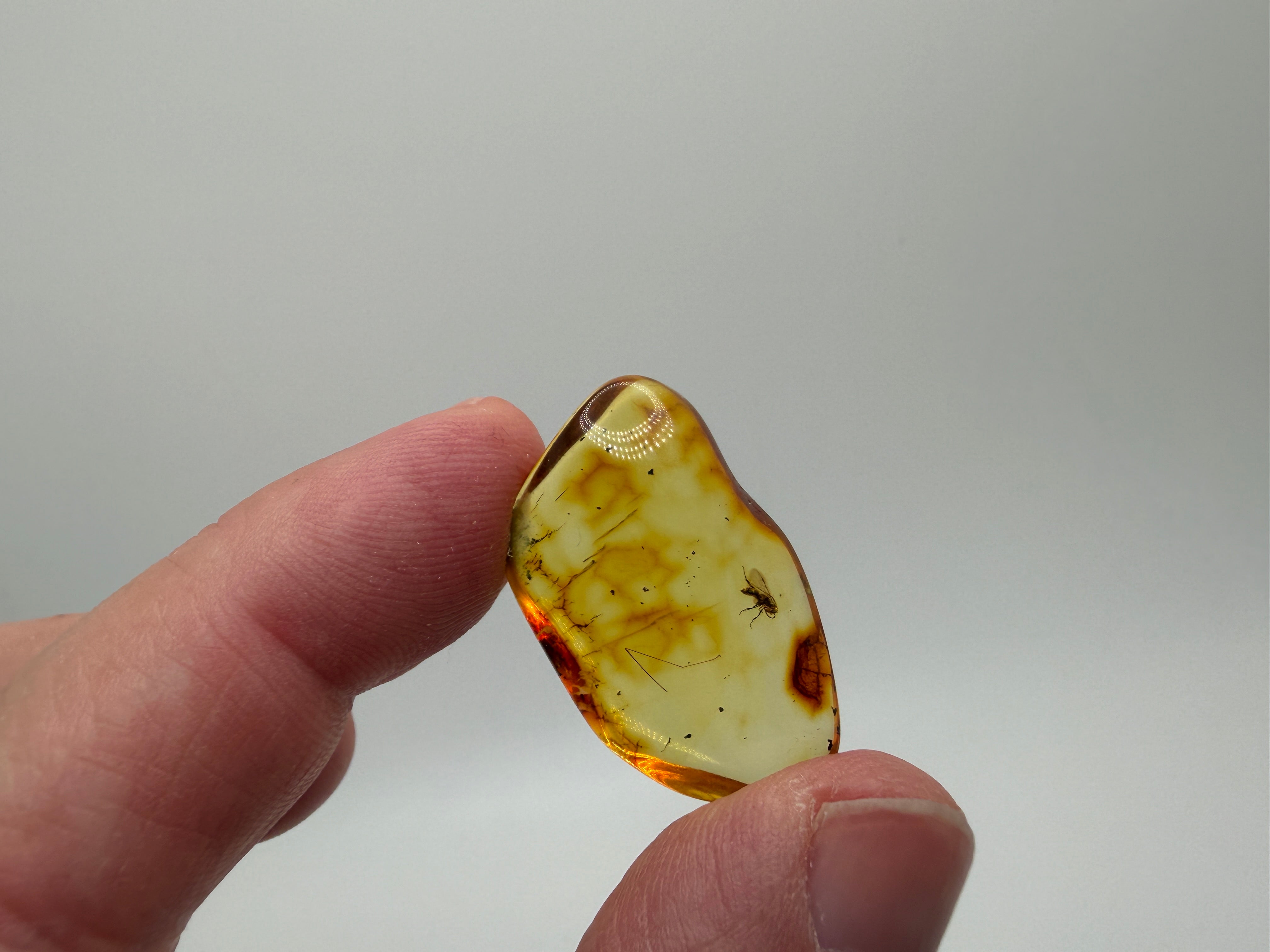 Rare Genuine Baltic Amber Wasp Inclusion – Museum Quality Natural Insect Fossil Specimen