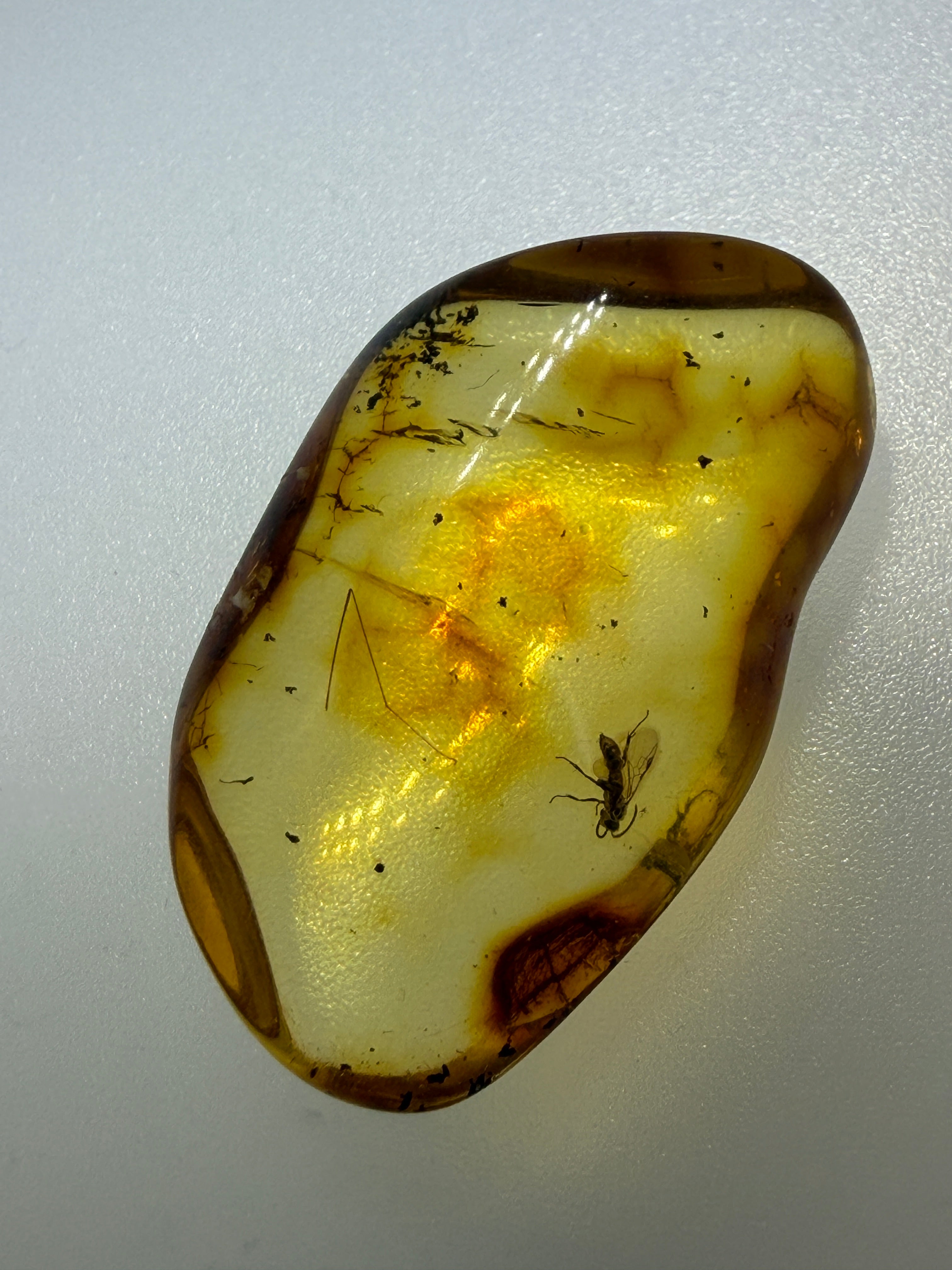 Rare Genuine Baltic Amber Wasp Inclusion – Museum Quality Natural Insect Fossil Specimen