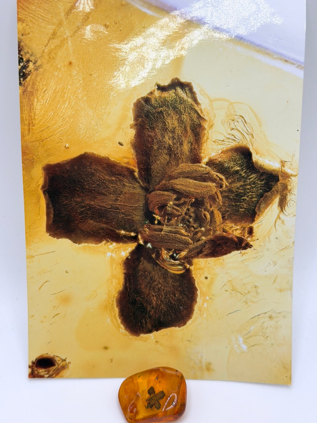 Ultra Rare Baltic Amber Flower Inclusion – Fully Preserved Fossil Flower – Honey Amber Botanical Specimen – Museum Quality Collector Stone