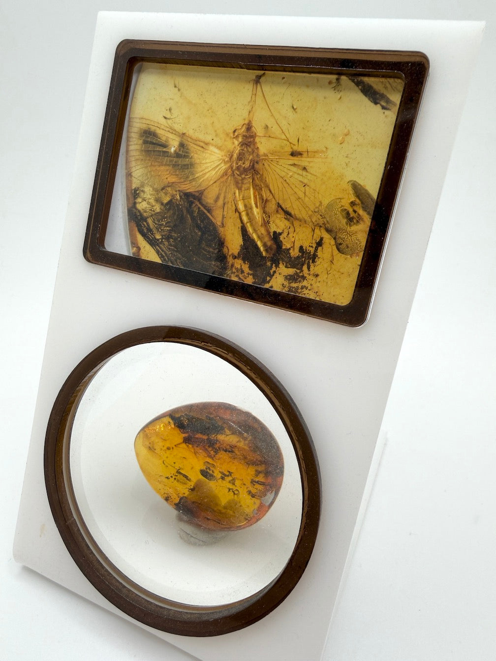 Ultra Rare Baltic Amber Insect Inclusion – Large Sphaeroptera Mayfly – Museum Quality Specimen on Collector Display with Certificate
