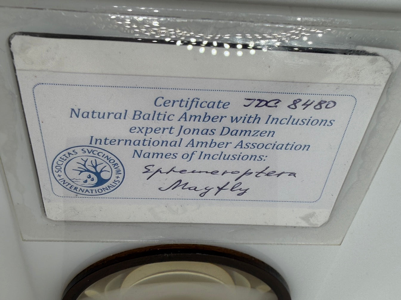 Ultra Rare Baltic Amber Insect Inclusion – Large Sphaeroptera Mayfly – Museum Quality Specimen on Collector Display with Certificate