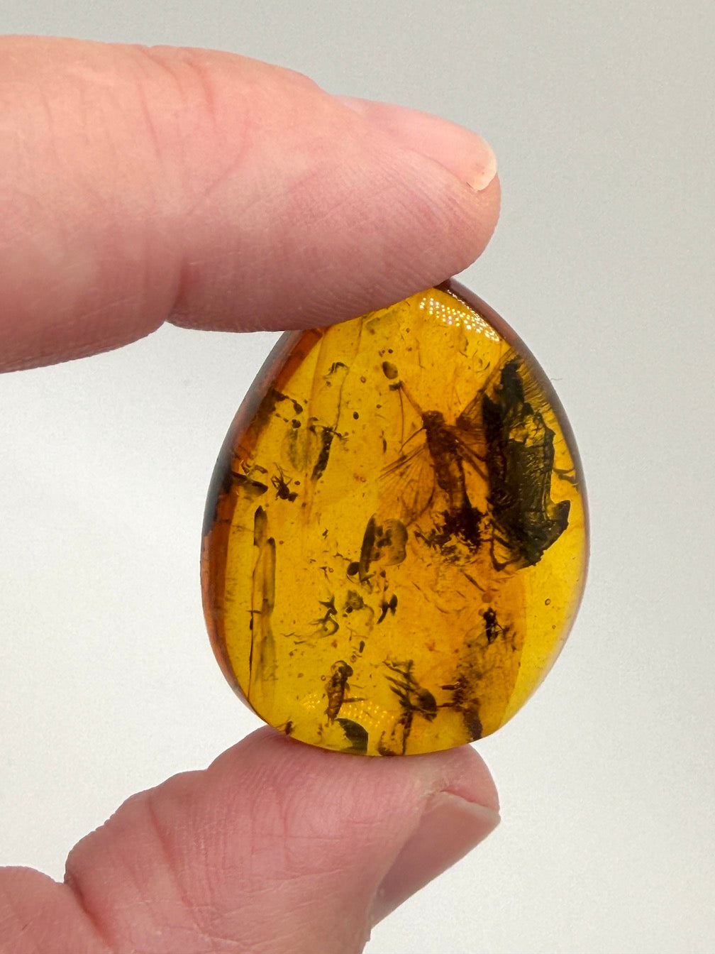 Ultra Rare Baltic Amber Insect Inclusion – Large Sphaeroptera Mayfly – Museum Quality Specimen on Collector Display with Certificate