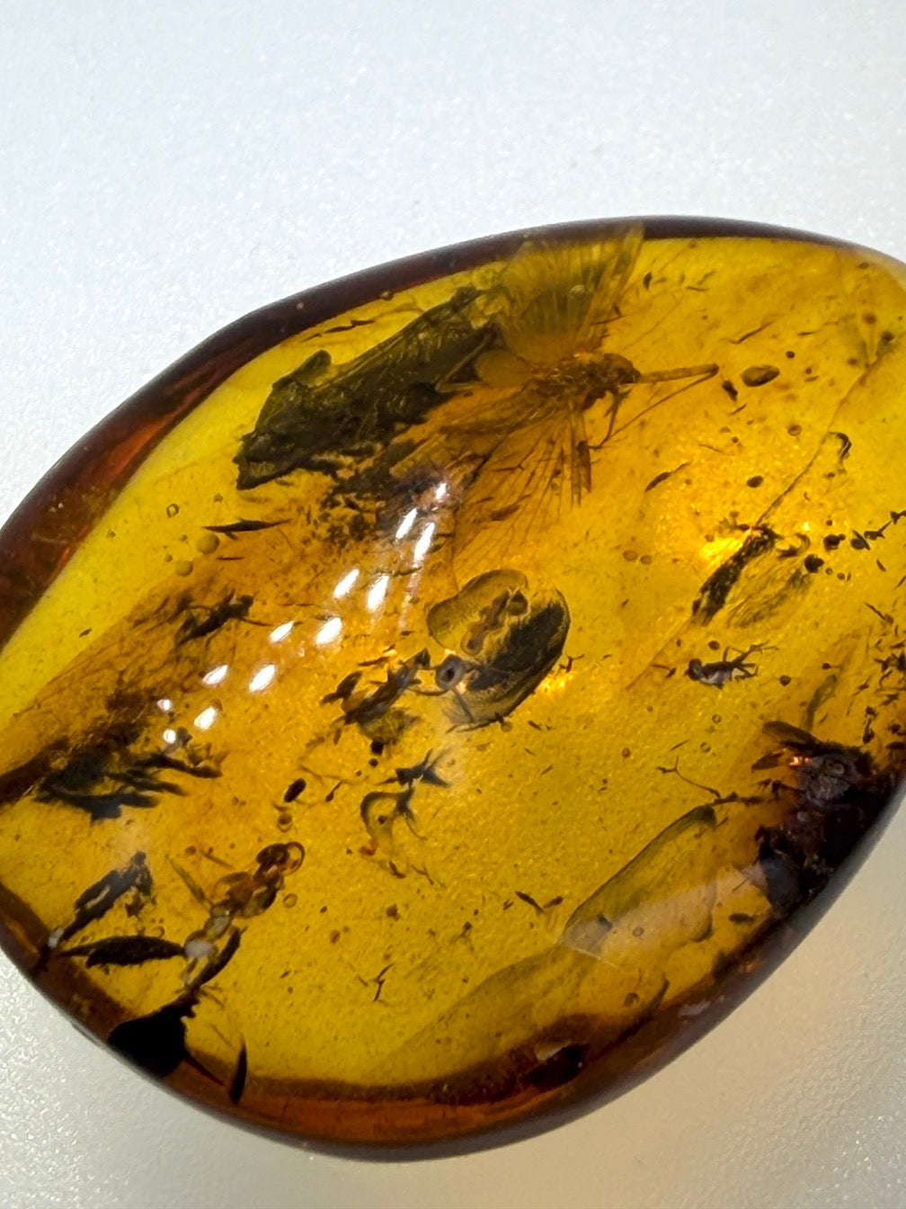 Ultra Rare Baltic Amber Insect Inclusion – Large Sphaeroptera Mayfly – Museum Quality Specimen on Collector Display with Certificate
