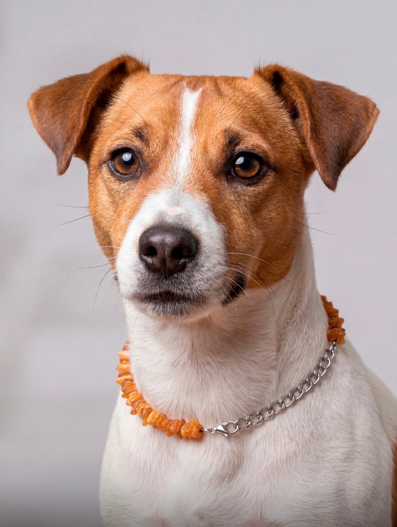 Genuine Baltic Amber Natural Unpolished Dog Collar Necklace